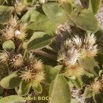 Alternanthera caracasana Fruit