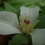 Trillium flexipes Цвят