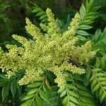 Rhus copallinumफूल