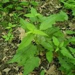 Scutellaria lateriflora Leaf