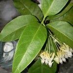 Hoya multiflora Leaf