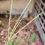 Digitaria sanguinalis Плод