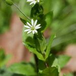 Stellaria crassifolia 花