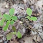 Vaccinium pallidum Fruchs