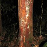 Myrcia amazonica Bark