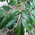 Aglaia elaeagnoidea Deilen