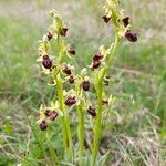 Ophrys sphegodes Kukka