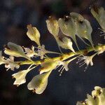 Fallopia sachalinensis Fruit