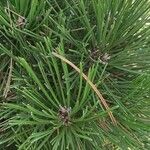 Pinus heldreichii Folha