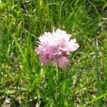 Armeria alpina Habit