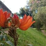 Spathodea campanulata Цветок