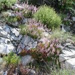 Heuchera caespitosa Habitatea