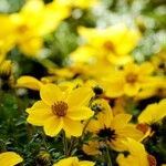 Bidens ferulifolia Alkat (teljes növény)