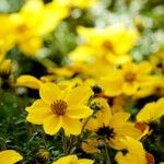 Bidens ferulifolia عادت داشتن