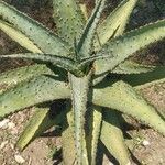 Aloe marlothii Blatt