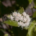 Ageratina herbacea Flor