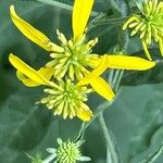 Verbesina alternifolia Flower