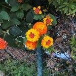 Lantana camaraFlower