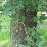 Quercus palustris Bark