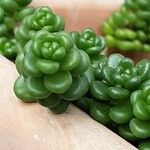 Sedum oreganum Ліст