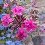 Verbena rigida Flower