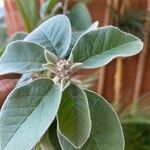 Croton flavens Flower