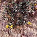 Helianthemum marifolium Virág