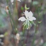 Oenothera gauraBlomst