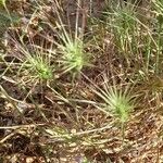 Aegilops geniculata Hoja