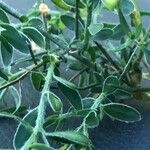 Genista falcata Hoja