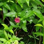 Jasminum beesianum Bloem