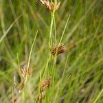 Rhynchospora fusca Autre