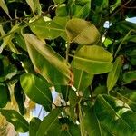 Calophyllum inophyllum برگ