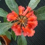 Rhododendron apoanum Flower