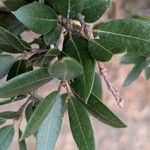 Quercus chrysolepis Yaprak