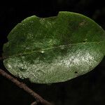 Parinari excelsa Folha