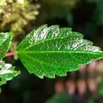 Pilea auriculata Hoja