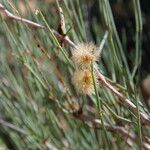 Calligonum polygonoides Fruit