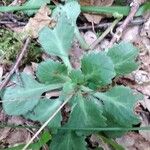 Saxifraga spathularis Blatt