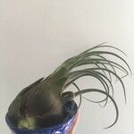 Tillandsia paucifolia 葉