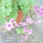 Oxalis articulata Кветка