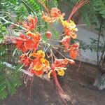 Caesalpinia pulcherrima花