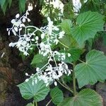 Begonia convolvulacea अन्य
