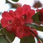 Rhododendron thomsonii Flor