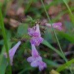 Clinopodium nepeta Květ