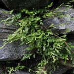 Asplenium x alternifolium 形態