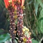 Scutellaria costaricana Fruit