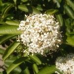 Ixora finlaysoniana Цветок