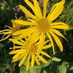 Silphium perfoliatumCvet