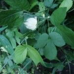 Dalechampia scandens Hoja